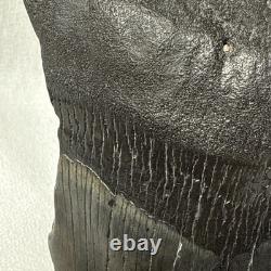 4.25 Authentic Megalodon Shark Tooth Fossil Natural Solid Root NO RESTORATION