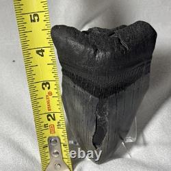 4.25 Authentic Megalodon Shark Tooth Fossil Natural Solid Root NO RESTORATION
