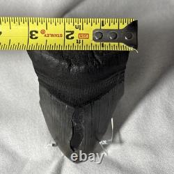 4.25 Authentic Megalodon Shark Tooth Fossil Natural Solid Root NO RESTORATION