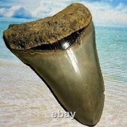 4.27 Megalodon Shark Tooth Collector Quality No Restoration or Repair