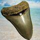 4.27 Megalodon Shark Tooth Collector Quality No Restoration Or Repair