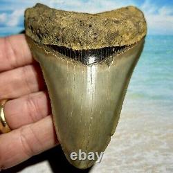 4.27 Megalodon Shark Tooth Collector Quality No Restoration or Repair