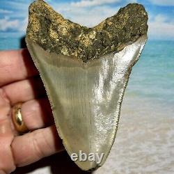 4.27 Megalodon Shark Tooth Collector Quality No Restoration or Repair