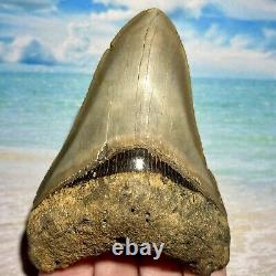 4.27 Megalodon Shark Tooth Collector Quality No Restoration or Repair