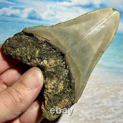 4.27 Megalodon Shark Tooth Collector Quality No Restoration or Repair