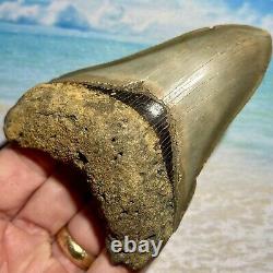 4.27 Megalodon Shark Tooth Collector Quality No Restoration or Repair