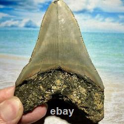 4.27 Megalodon Shark Tooth Collector Quality No Restoration or Repair