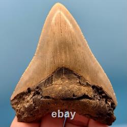 4.27 Megalodon Shark Tooth No Restoration or Repair High Quality Serrations