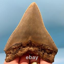 4.27 Megalodon Shark Tooth No Restoration or Repair High Quality Serrations