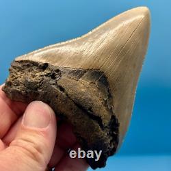 4.27 Megalodon Shark Tooth No Restoration or Repair High Quality Serrations