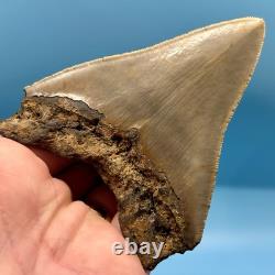 4.27 Megalodon Shark Tooth No Restoration or Repair High Quality Serrations