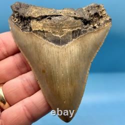 4.27 Megalodon Shark Tooth No Restoration or Repair High Quality Serrations