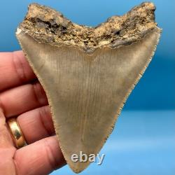 4.27 Megalodon Shark Tooth No Restoration or Repair High Quality Serrations