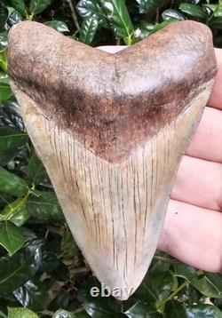 4.2 Georgia Megalodon Shark Tooth Fossil