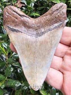4.2 Georgia Megalodon Shark Tooth Fossil
