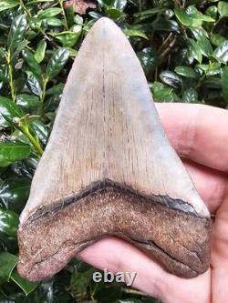 4.2 Georgia Megalodon Shark Tooth Fossil