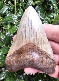4.2 Georgia Megalodon Shark Tooth Fossil