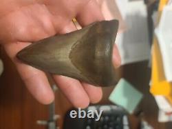 4.2 St. Mary Megalodon Fossil Shark Tooth Teeth
