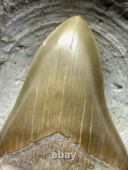 4.31 SUMMERVILLE MEGALODON Shark Tooth NATURAL FOSSIL RARE SOUTH CAROLINA