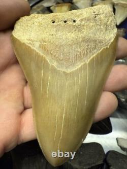 4.31 SUMMERVILLE MEGALODON Shark Tooth NATURAL FOSSIL RARE SOUTH CAROLINA