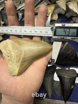 4.31 SUMMERVILLE MEGALODON Shark Tooth NATURAL FOSSIL RARE SOUTH CAROLINA
