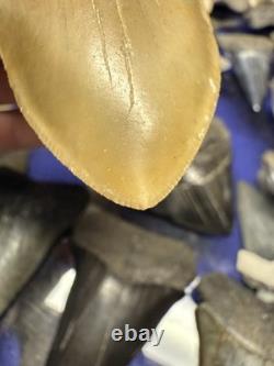 4.31 SUMMERVILLE MEGALODON Shark Tooth NATURAL FOSSIL RARE SOUTH CAROLINA