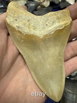 4.31 SUMMERVILLE MEGALODON Shark Tooth NATURAL FOSSIL RARE SOUTH CAROLINA