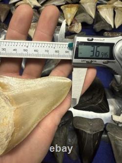 4.31 SUMMERVILLE MEGALODON Shark Tooth NATURAL FOSSIL RARE SOUTH CAROLINA
