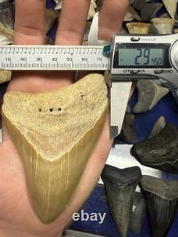 4.31 SUMMERVILLE MEGALODON Shark Tooth NATURAL FOSSIL RARE SOUTH CAROLINA