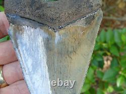 4.33inch MONSTER megalodon shark tooth teeth fossil mako scuba great white mako