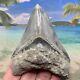 4.35 Indonesian Megalodon Shark Tooth Amazing Fossil Gorgeous Blue Colors