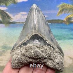 4.35 Indonesian Megalodon Shark Tooth Amazing Fossil Gorgeous Blue Colors