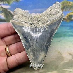 4.35 Indonesian Megalodon Shark Tooth Amazing Fossil Gorgeous Blue Colors