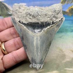 4.35 Indonesian Megalodon Shark Tooth Amazing Fossil Gorgeous Blue Colors