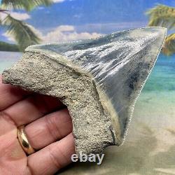 4.35 Indonesian Megalodon Shark Tooth Amazing Fossil Gorgeous Blue Colors