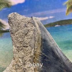 4.35 Indonesian Megalodon Shark Tooth Amazing Fossil Gorgeous Blue Colors