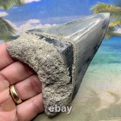 4.35 Indonesian Megalodon Shark Tooth Amazing Fossil Gorgeous Blue Colors