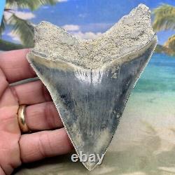 4.35 Indonesian Megalodon Shark Tooth Amazing Fossil Gorgeous Blue Colors