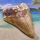 4.38 Indonesian Megalodon Shark Tooth All Natural Fossil Gorgeous Enamel