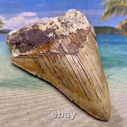 4.38 Indonesian Megalodon Shark Tooth All Natural Fossil Gorgeous Enamel