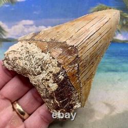 4.38 Indonesian Megalodon Shark Tooth All Natural Fossil Gorgeous Enamel