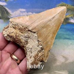 4.38 Indonesian Megalodon Shark Tooth All Natural Fossil Gorgeous Enamel