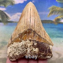 4.38 Indonesian Megalodon Shark Tooth All Natural Fossil Gorgeous Enamel