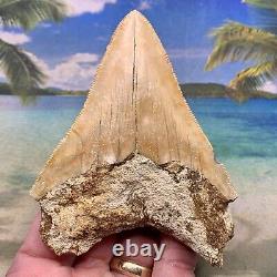 4.38 Indonesian Megalodon Shark Tooth All Natural Fossil Gorgeous Enamel