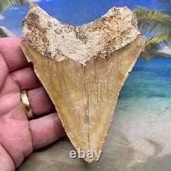 4.38 Indonesian Megalodon Shark Tooth All Natural Fossil Gorgeous Enamel