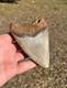 4.38 Megalodon Shark Tooth Fossil Summerville, Sc