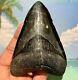 4.38 Megalodon Shark Tooth Large Shark Tooth No Restoration Or Repair