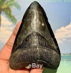 4.38 Megalodon Shark Tooth Large Shark Tooth No Restoration or Repair