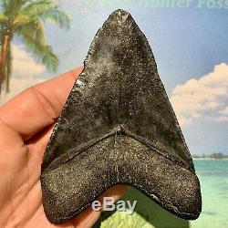 4.38 Megalodon Shark Tooth Large Shark Tooth No Restoration or Repair