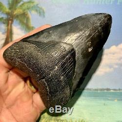 4.38 Megalodon Shark Tooth Large Shark Tooth No Restoration or Repair